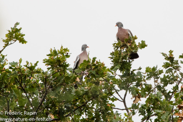 Pigeons ramiers