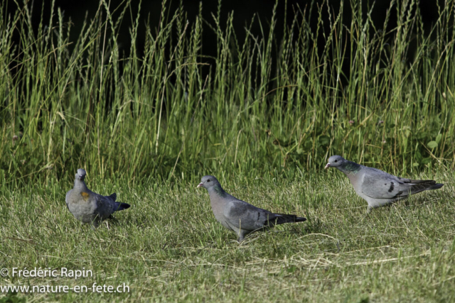 Pigeons colombins