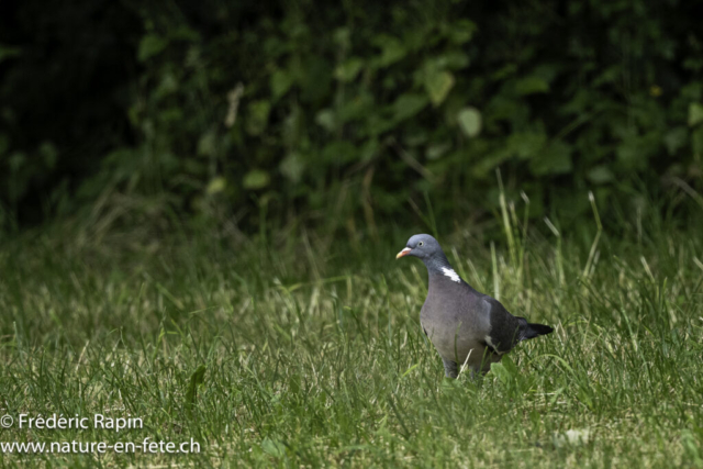 Pigeon ramier