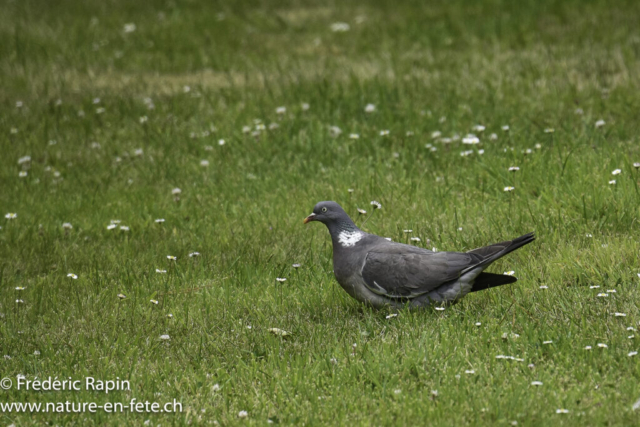 Pigeon ramier