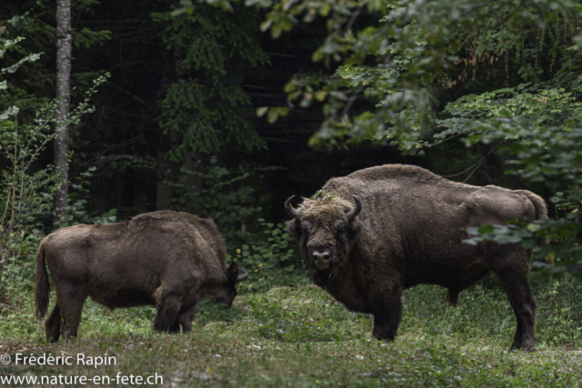 Bisons d'Europe