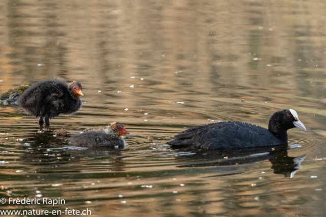 Foulque et poussins