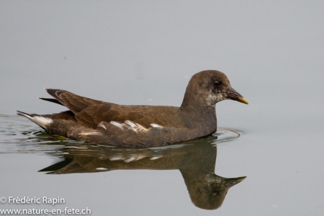 Jeune poule d'eau