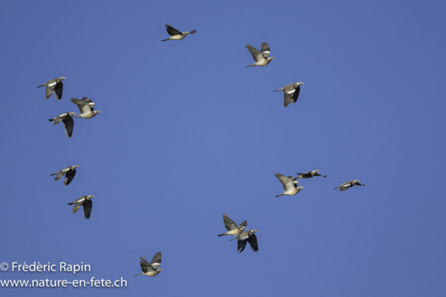 Pigeons ramiers