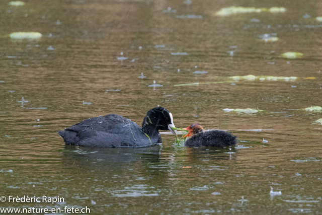 Foulque et poussin