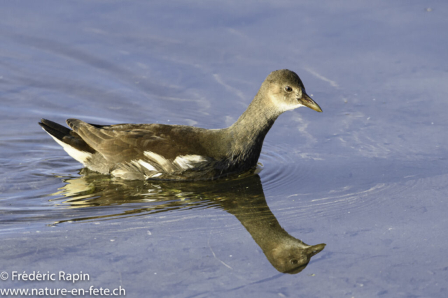 Jeune poule d'eau