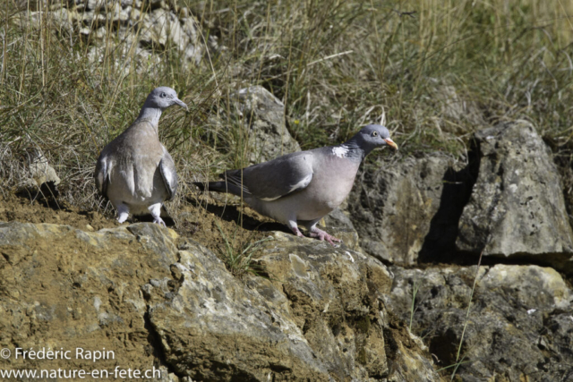 Pigeons ramiers