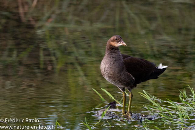 Jeune poule d'eau