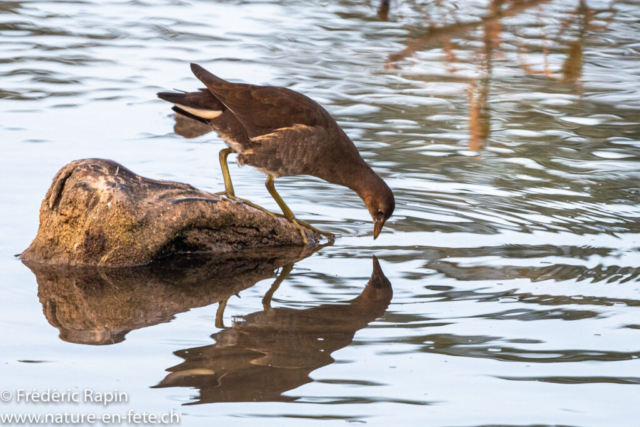 Jeune poule d'eau