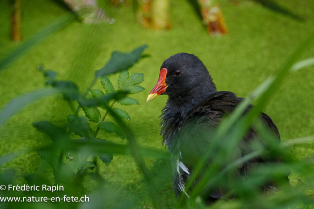 Poule d'eau