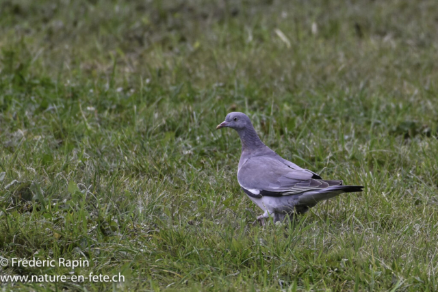 Pigeon ramier juvénile