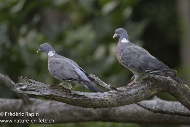 Pigeons ramiers