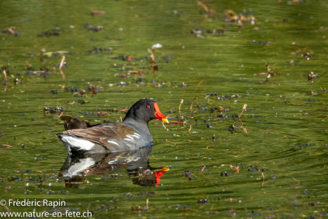 Poule d'eau