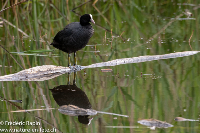 Foulque macroule sur un bois flottant