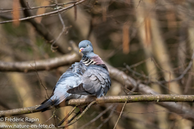 Pigeon ramier