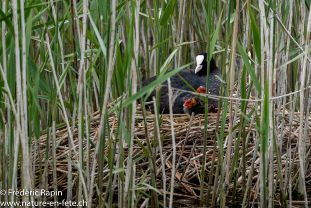 Foulque et poussins