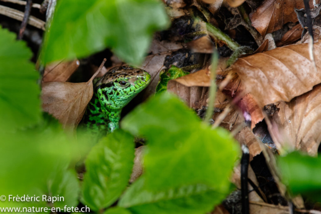 Lézard des souches mâle