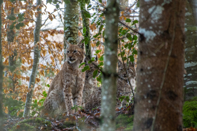 Lynx