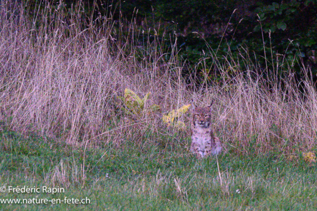 Lynx