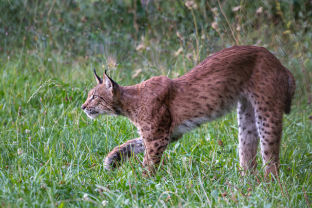 Lynx