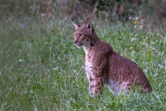 Lynx