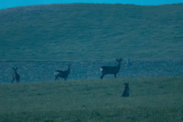 Lynx, chevreuils et renard