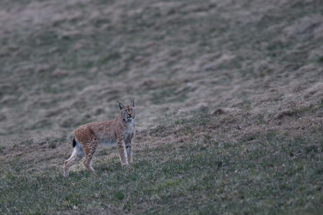 Lynx