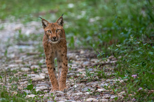 Lynx