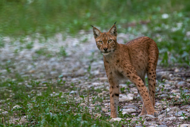 Lynx femelle