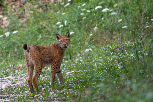 Lynx